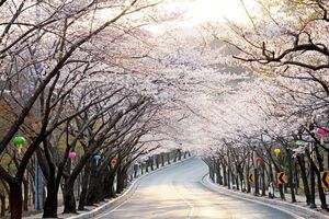 4 LƯU Ý QUAN TRỌNG KHI CHUẨN BỊ DU LỊCH HÀN QUỐC DỊP TẾT