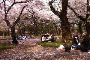 ĐI DU LỊCH NHẬT BẢN NGẮM HOA ANH ĐÀO THỂ NÀO ĐỂ ĐÚNG CHUẨN NHẬT BẢN